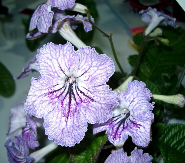Companion Plant Flower