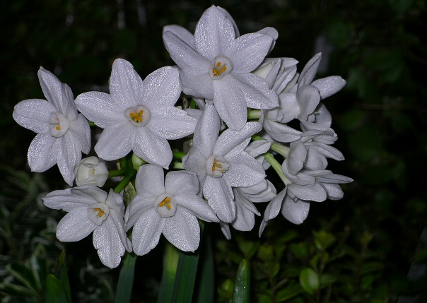 paperwhites picture