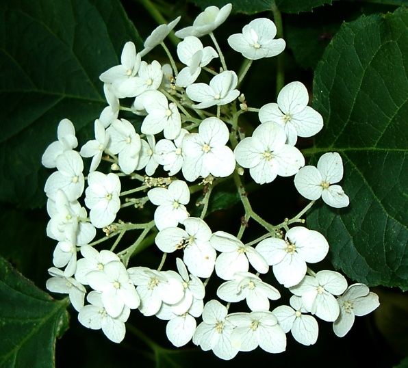 White hydrangea picture