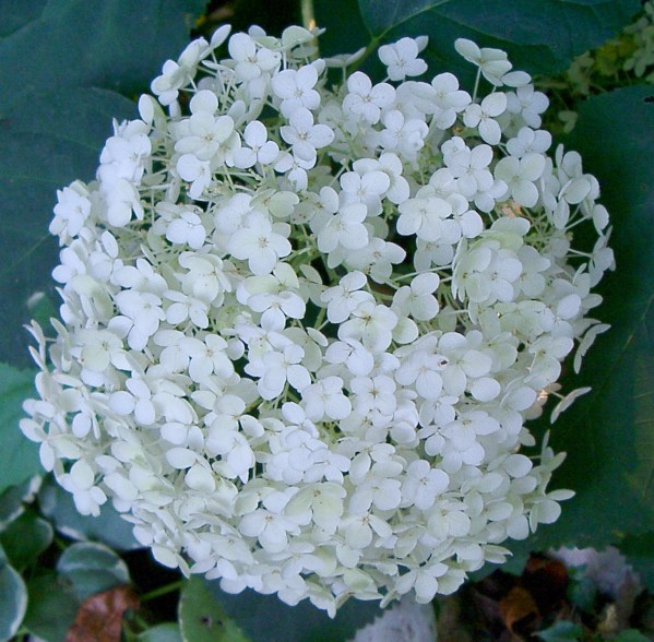 White Hydrangea Picture