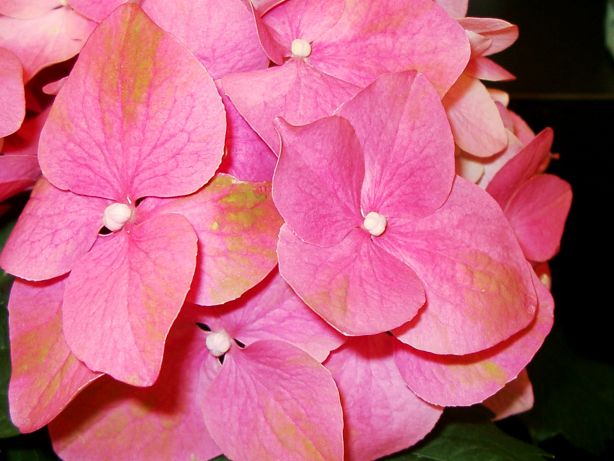 pinkhydrangea.jpg