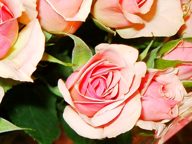 Pink Rose Picture