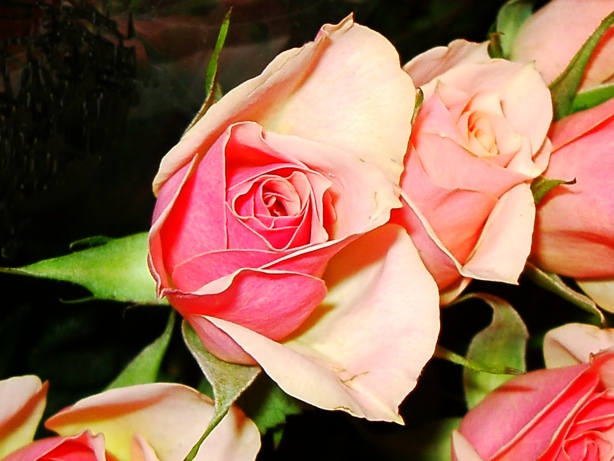 Pink Rose Picture