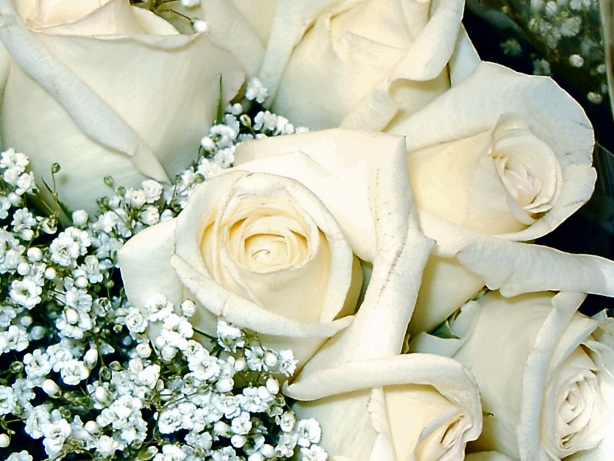 white roses wallpapers