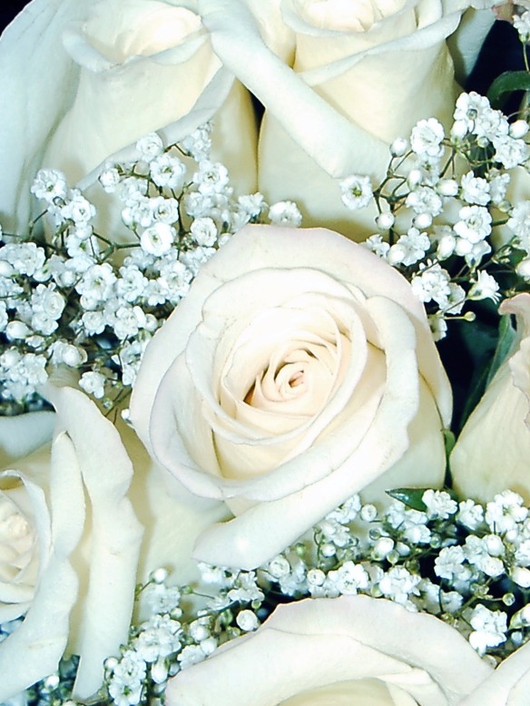 white rose picture