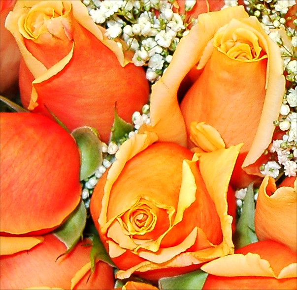 Orange and yellow rose picture