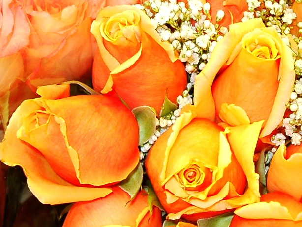 Orange and yellow rose picture