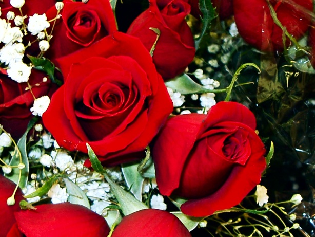 Red rose picture