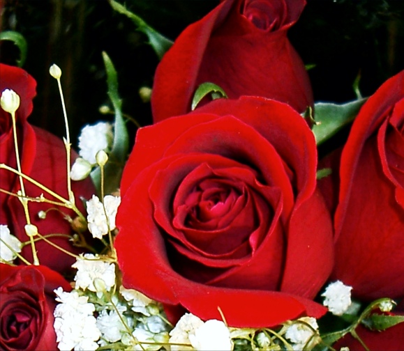 Red rose picture