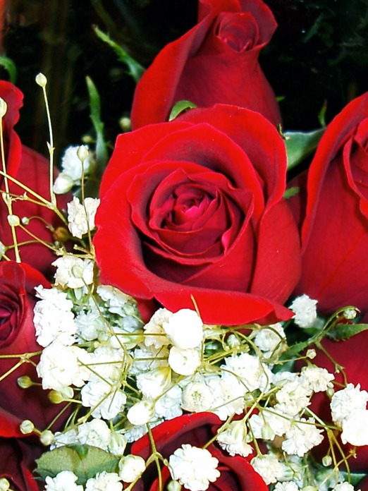 Red Rose picture