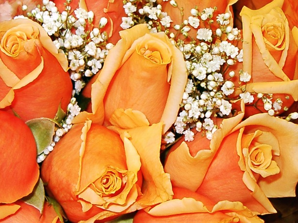 Gold colored rose picture