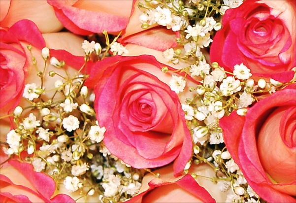 Pink and white roses picture