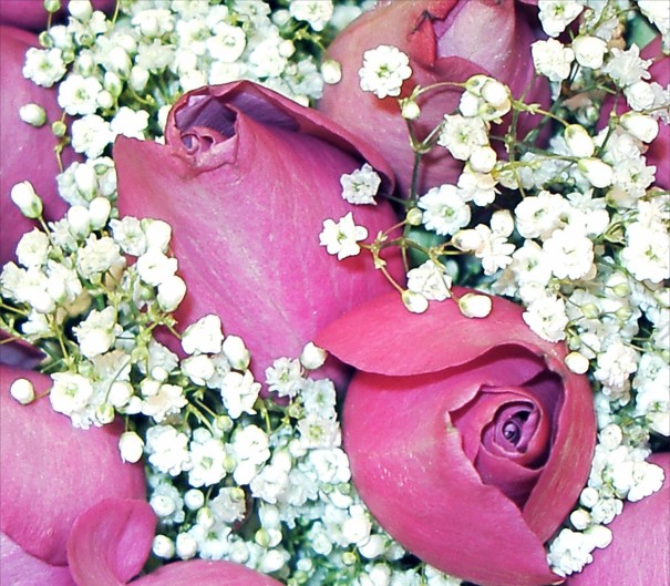Magenta rose picture