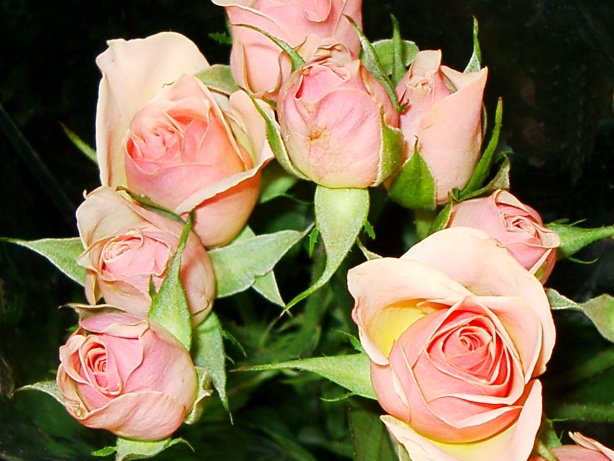 Pink roses picture