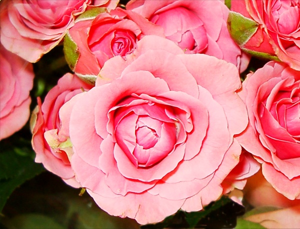 Picture of Pink Rose