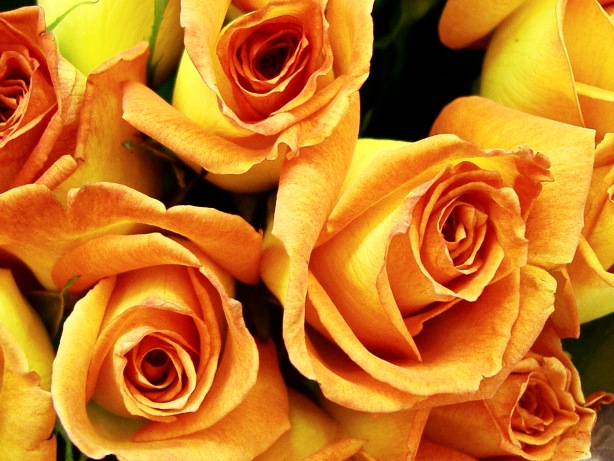 Yellow and orange rose picture