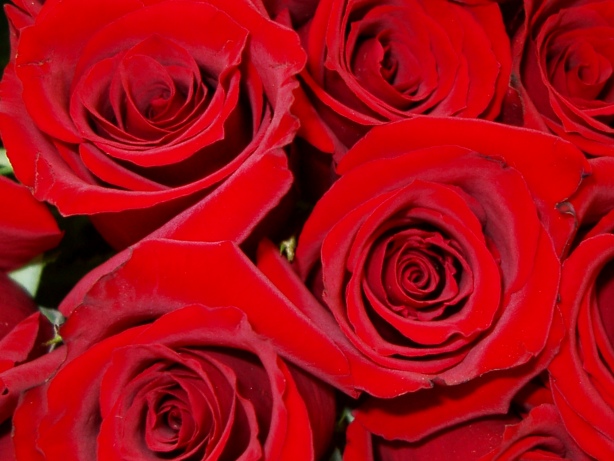 Red rose picture