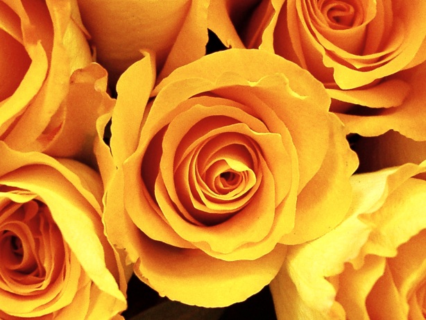 Yellow rose picture
