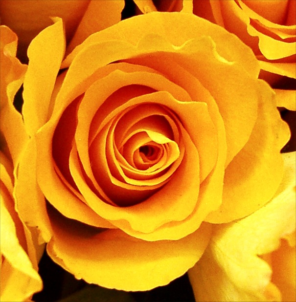 Close-up picture of a yellow rose