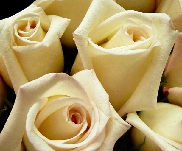 white rose pictures