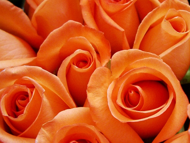 Orange rose pictures