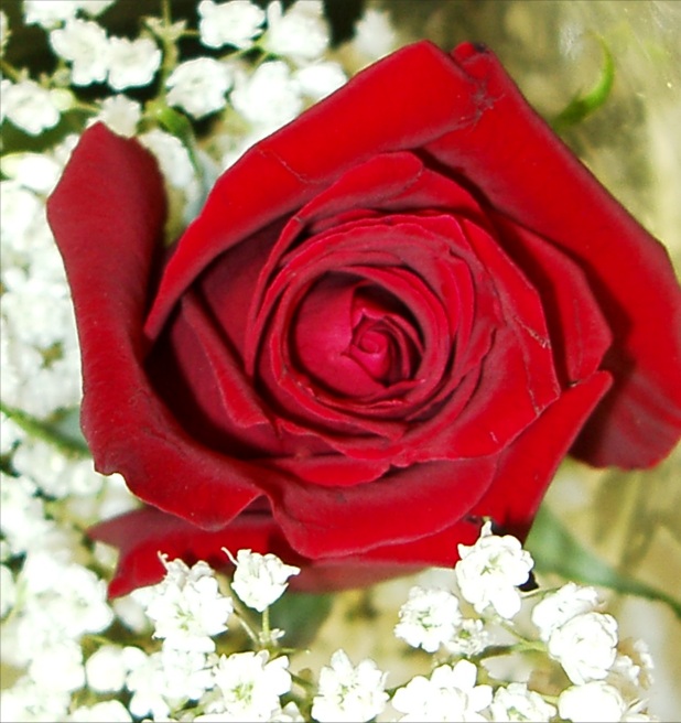 Red Rose Picture