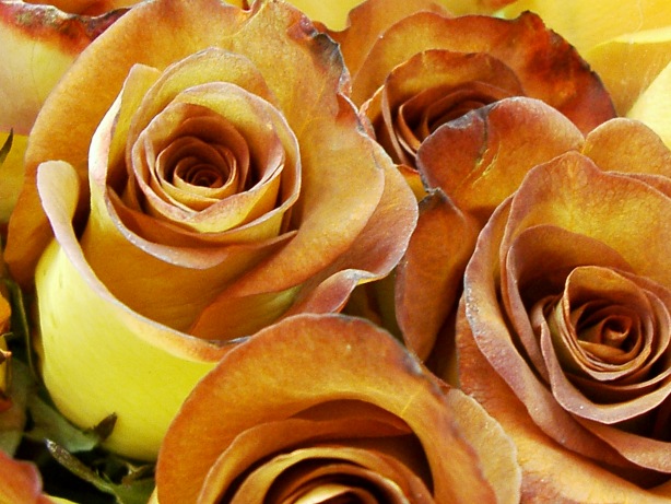 Yellow and brown rose picture