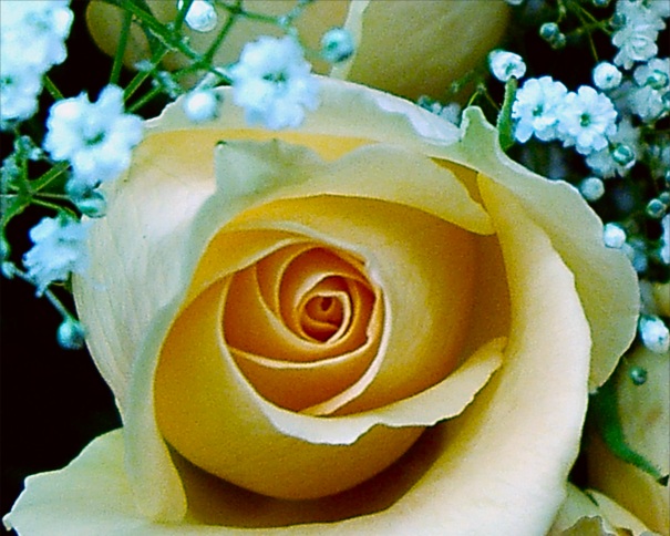 Cream colored rose bud picture