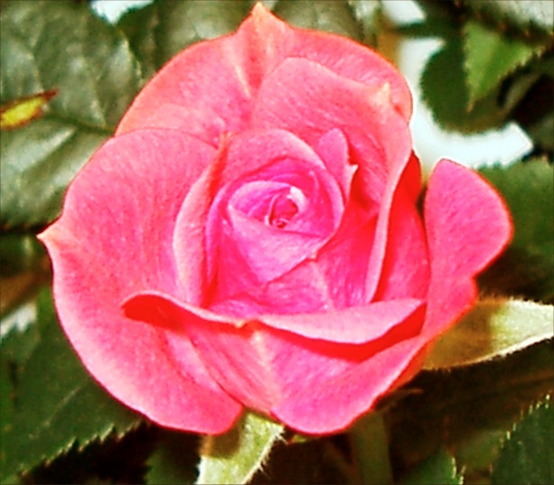 pink rose picture