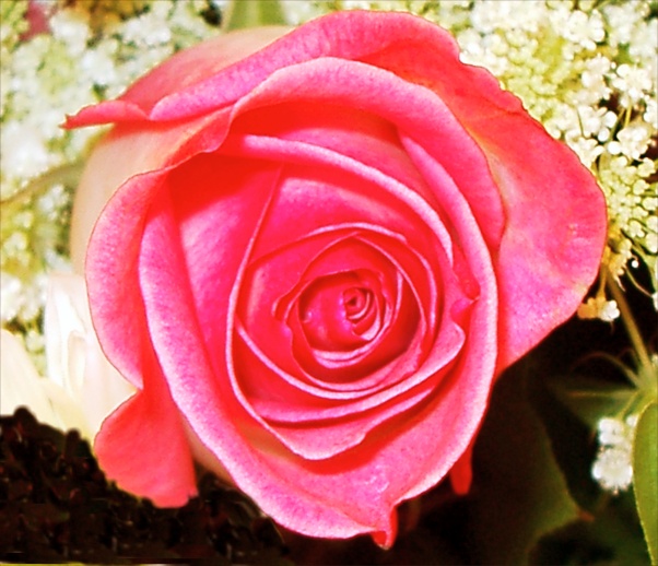 pink rose picture