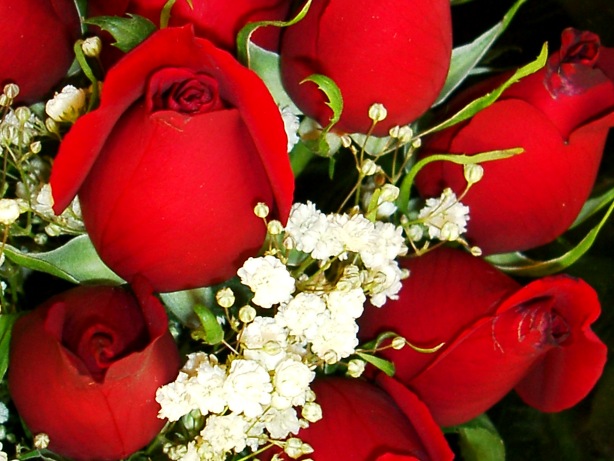 Red Rose Bud Picture