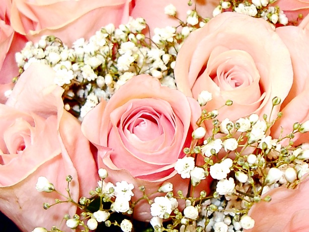 pink rose picture
