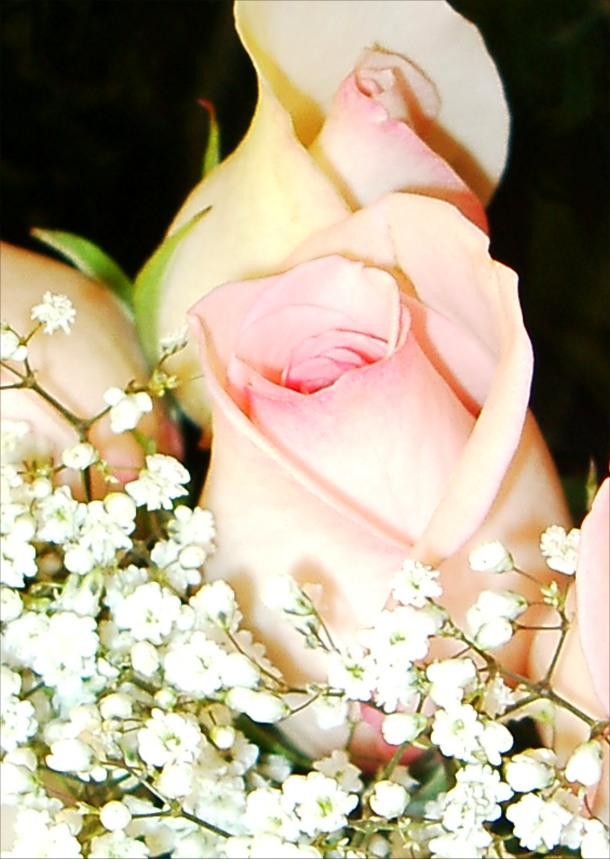 Pink blushed rose bud picture