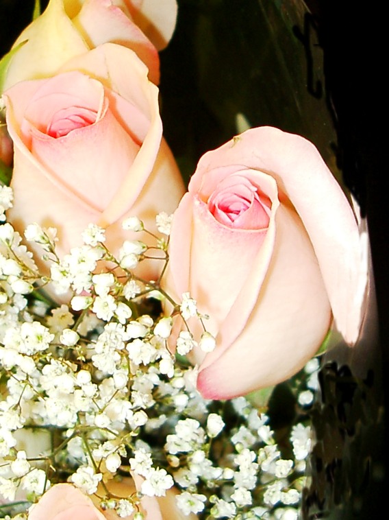 Pink blushed rose buds picture