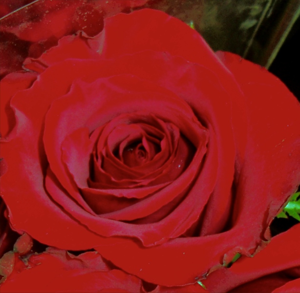 red rose picture