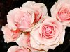 Pink Roses