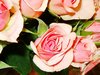 Pink Roses