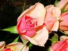 Pink Roses