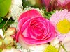 Pink Roses