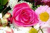 Pink Roses