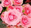 Pink Roses