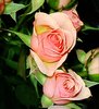 Pink Rose Picture