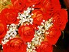 Red Roses Picture