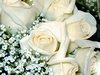 White roses Picture