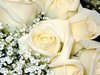 White roses Picture
