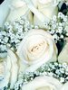 White roses Picture