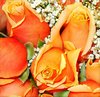 Yellow Rose Picture