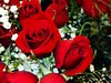 Red Rose Pictures