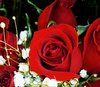 Red Rose Pictures