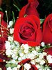Red Rose Picture